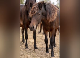 Caballos islandeses, Yegua, 1 año, 132 cm, Castaño