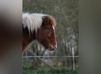 Caballos islandeses, Yegua, 1 año, 138 cm, Tobiano-todas las-capas