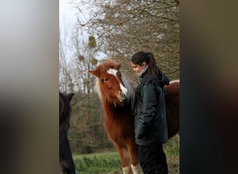 Caballos islandeses, Yegua, 1 año, 138 cm, Tobiano-todas las-capas