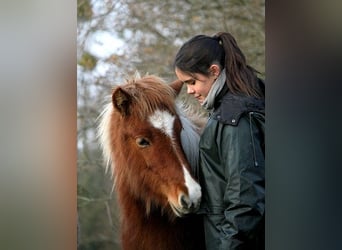 Caballos islandeses, Yegua, 1 año, 138 cm, Tobiano-todas las-capas