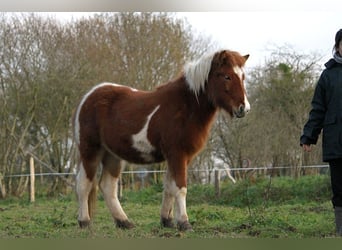 Caballos islandeses, Yegua, 1 año, 138 cm, Tobiano-todas las-capas