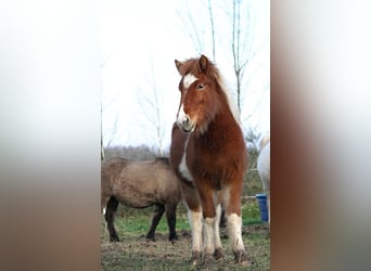 Caballos islandeses, Yegua, 1 año, 138 cm, Tobiano-todas las-capas