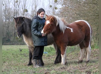 Caballos islandeses, Yegua, 1 año, 138 cm, Tobiano-todas las-capas