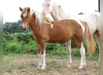 Caballos islandeses, Yegua, 1 año, 138 cm, Tobiano-todas las-capas