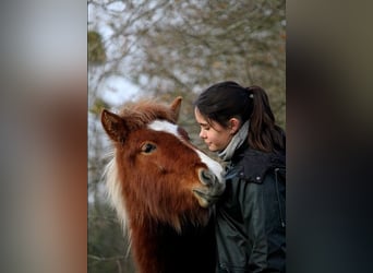 Caballos islandeses, Yegua, 1 año, 138 cm, Tobiano-todas las-capas