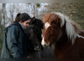 Caballos islandeses, Yegua, 1 año, 138 cm, Tobiano-todas las-capas