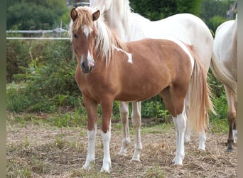 Caballos islandeses, Yegua, 1 año, 138 cm, Tobiano-todas las-capas