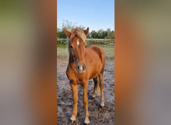 Caballos islandeses, Yegua, 1 año, 139 cm, Alazán-tostado