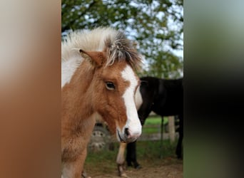 Caballos islandeses, Yegua, 1 año, 139 cm, Tobiano-todas las-capas