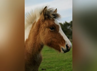 Caballos islandeses, Yegua, 1 año, 139 cm, Tobiano-todas las-capas