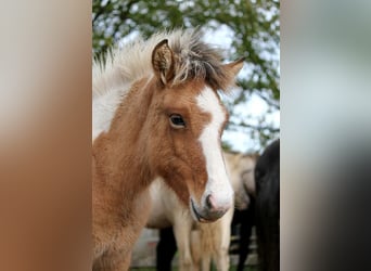 Caballos islandeses, Yegua, 1 año, 139 cm, Tobiano-todas las-capas