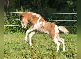 Caballos islandeses, Yegua, 1 año, 140 cm