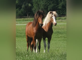 Caballos islandeses, Yegua, 1 año, 140 cm, Castaño