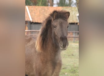 Caballos islandeses, Yegua, 1 año, 140 cm, Negro