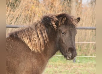 Caballos islandeses, Yegua, 1 año, 140 cm, Negro