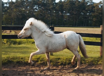 Caballos islandeses, Yegua, 1 año, 140 cm, Palomino