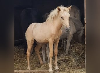 Caballos islandeses, Yegua, 1 año, 140 cm, Palomino