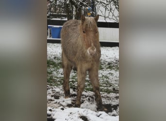 Caballos islandeses, Yegua, 1 año, 140 cm, Palomino