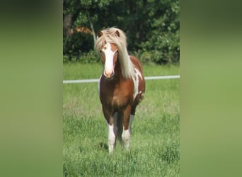 Caballos islandeses, Yegua, 1 año, 140 cm, Tobiano-todas las-capas