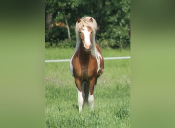 Caballos islandeses, Yegua, 1 año, 140 cm, Tobiano-todas las-capas