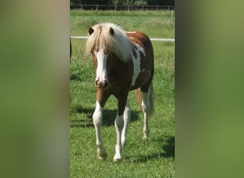Caballos islandeses, Yegua, 1 año, 140 cm, Tobiano-todas las-capas