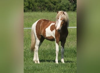 Caballos islandeses, Yegua, 1 año, 140 cm, Tobiano-todas las-capas