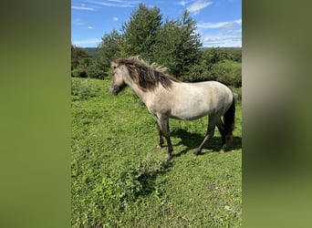 Caballos islandeses, Yegua, 1 año, 141 cm, Castaño-ruano