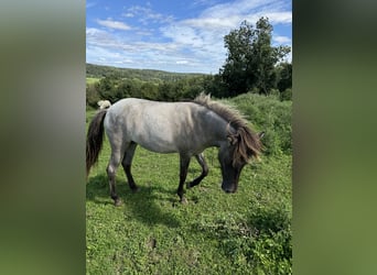 Caballos islandeses, Yegua, 1 año, 141 cm, Castaño-ruano