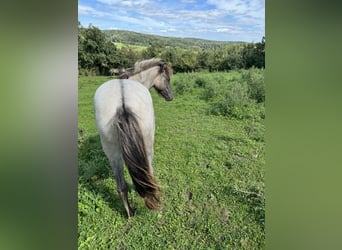 Caballos islandeses, Yegua, 1 año, 141 cm, Castaño-ruano