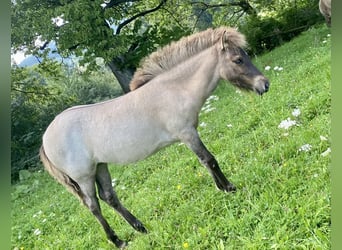 Caballos islandeses, Yegua, 1 año, 141 cm, Castaño-ruano