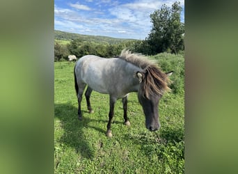 Caballos islandeses, Yegua, 1 año, 141 cm, Castaño-ruano