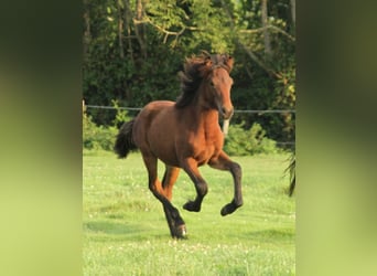 Caballos islandeses, Yegua, 1 año, 142 cm, Castaño