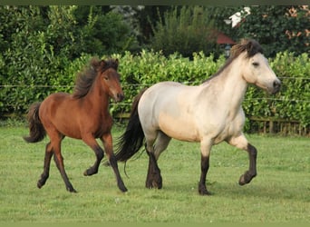 Caballos islandeses, Yegua, 1 año, 142 cm, Castaño