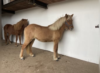 Caballos islandeses, Yegua, 1 año, 144 cm, Bayo