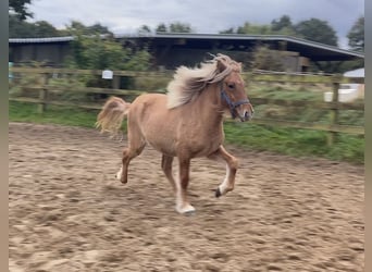 Caballos islandeses, Yegua, 1 año, 144 cm, Bayo