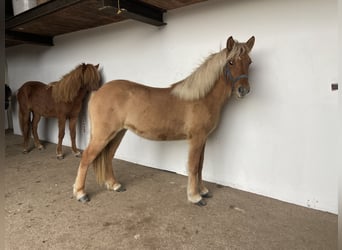 Caballos islandeses, Yegua, 1 año, 144 cm, Bayo