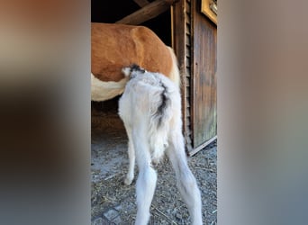 Caballos islandeses, Yegua, 1 año, 145 cm, Pío