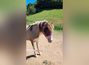 Caballos islandeses, Yegua, 1 año, 145 cm, Pío