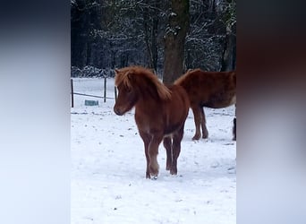 Caballos islandeses, Yegua, 1 año, Alazán