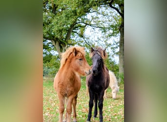 Caballos islandeses, Yegua, 1 año, Alazán