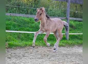 Caballos islandeses, Yegua, 1 año