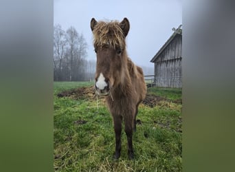 Caballos islandeses, Yegua, 1 año