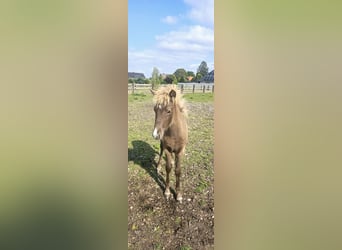 Caballos islandeses, Yegua, 1 año