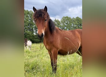 Caballos islandeses, Yegua, 1 año, Castaño