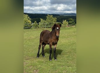 Caballos islandeses, Yegua, 1 año, Castaño