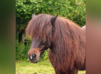 Caballos islandeses, Yegua, 22 años, 140 cm, Castaño