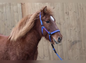 Caballos islandeses, Yegua, 22 años, Alazán