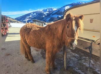 Caballos islandeses, Yegua, 23 años