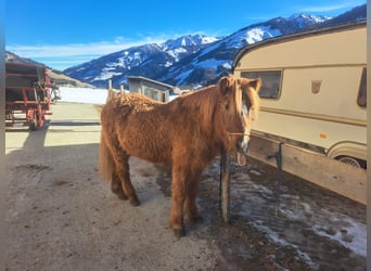 Caballos islandeses, Yegua, 23 años