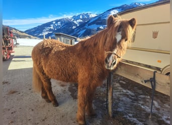 Caballos islandeses, Yegua, 23 años